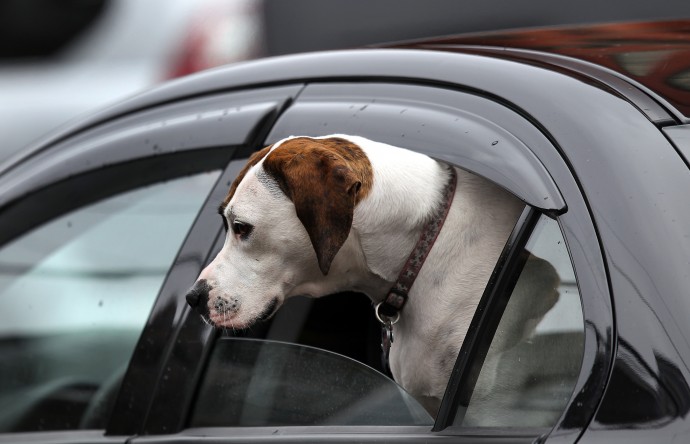 dog in  the car